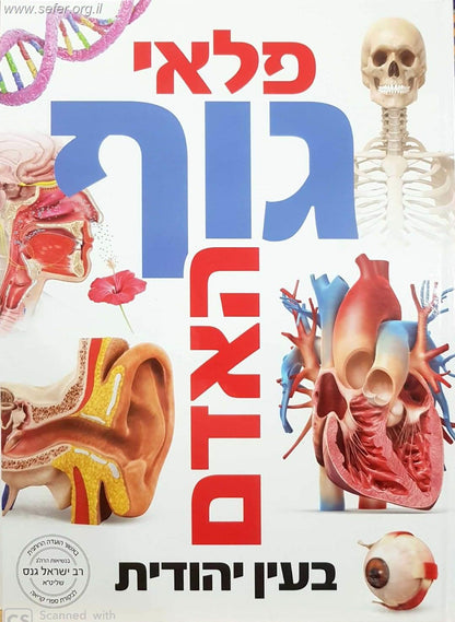 פלאי גוף האדם בעין יהודית