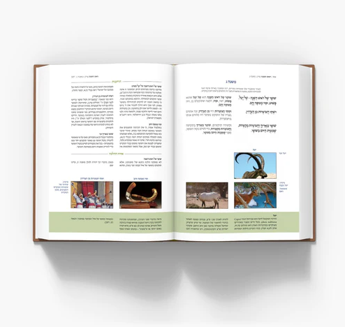 המשנה המבוארת הרב שטיינזלץ