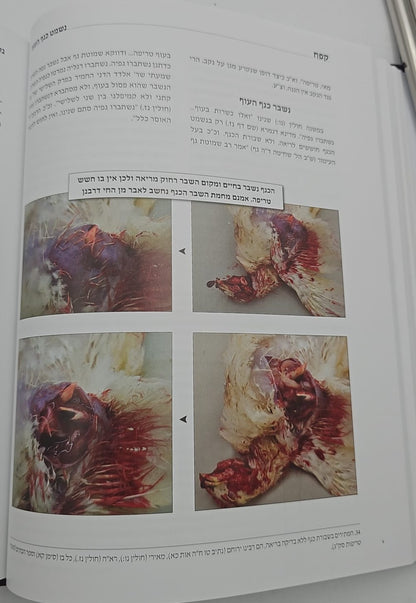 טריפות העוף השכיחות בזמנינו / הרב אהרן קושיצקי