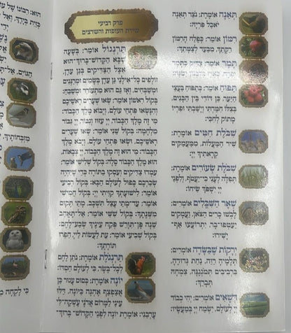 פרק שירה - ברכון למינציה (4 עמודים) / פורמט גדול