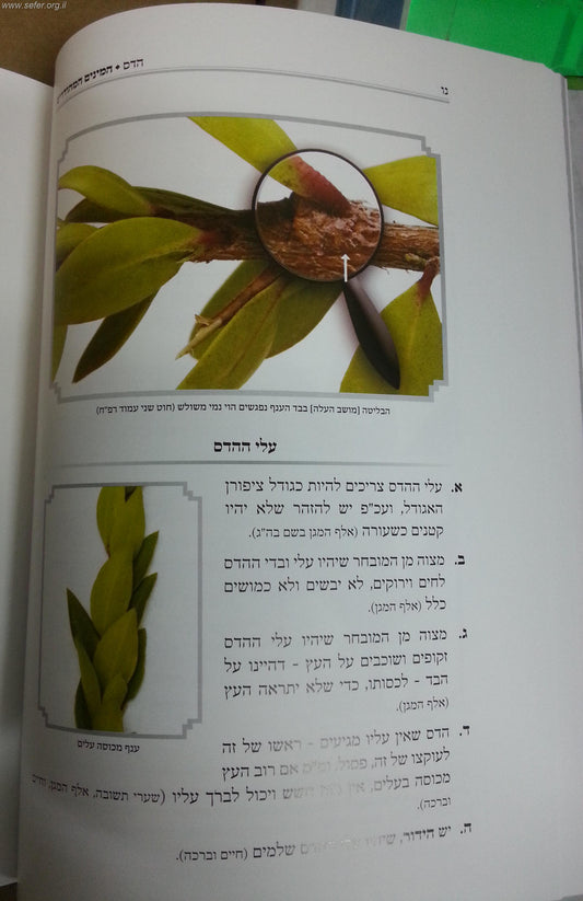 המינים המהודרים - הלכות ארבעת המינים