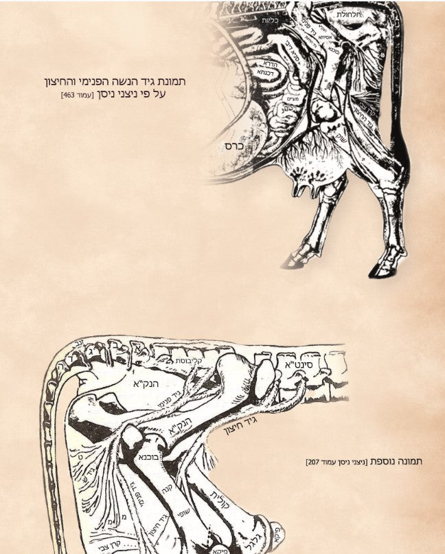 סדר הניקור לבעל העיטור עם פירוש הר"ץ