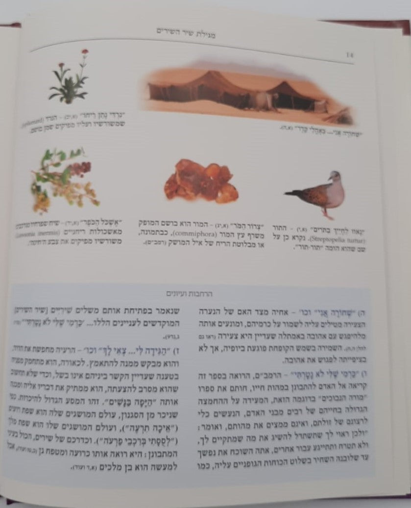 שירה חדשה מתחתנים - שיר השירים חופה וקידושין / מפעל משנה תורה (יוחאי מקבילי)