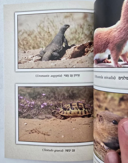 שמונת השרצים / זהר עמר