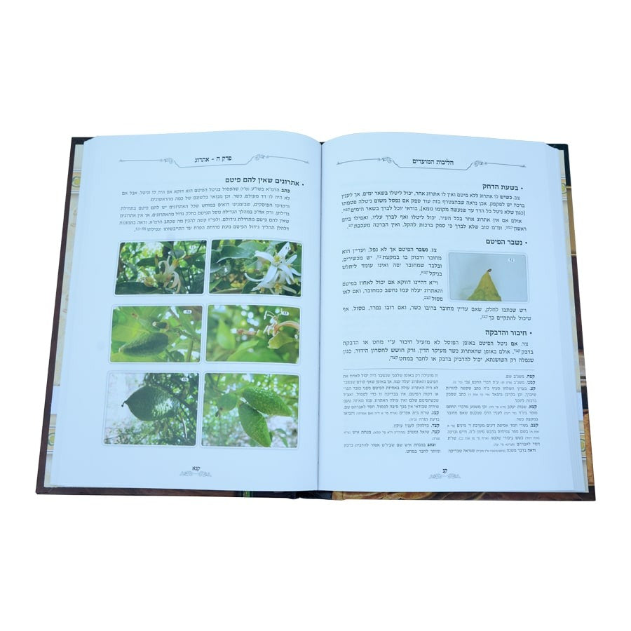 הליכות המועדים - על הלכות ארבעת המינים / פורמט קטן