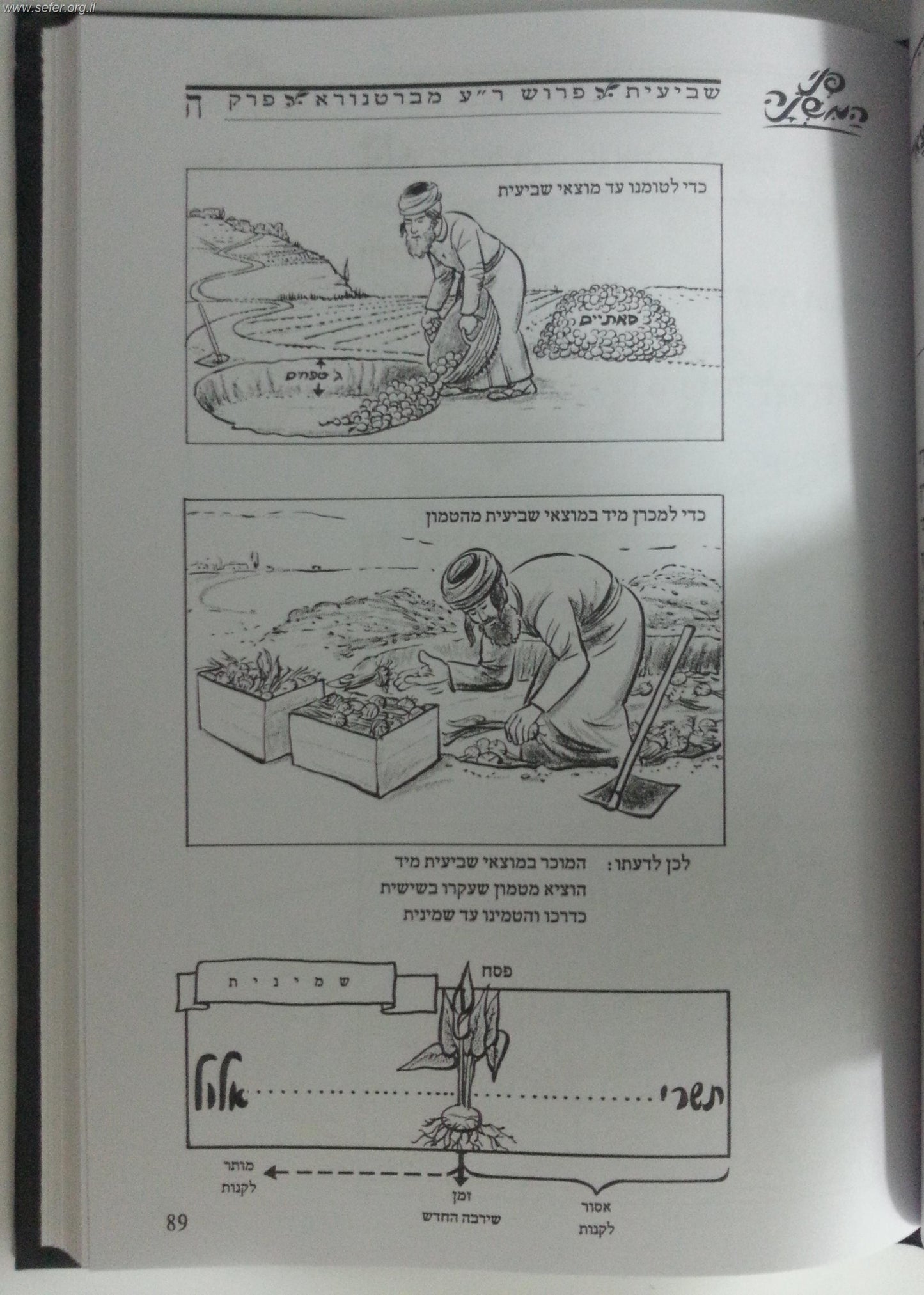 משניות מצויירות - מסכת שביעית / פני המשנה